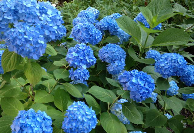 Hydrangea Love & Camera Color Quirks - Creativity For The Soul