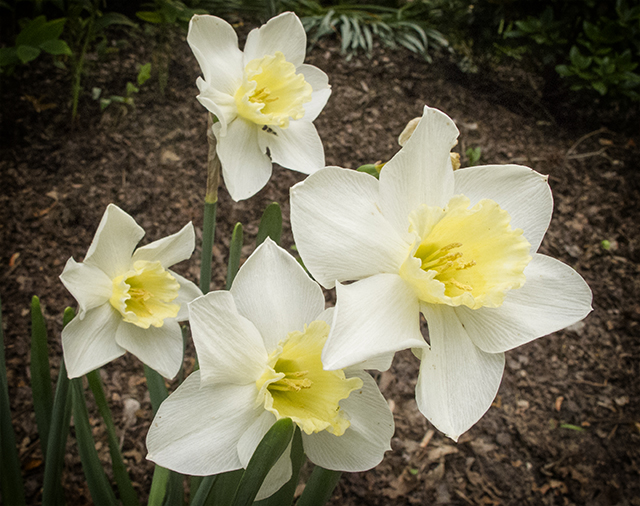 garden-may-29-14-daffodils-blog-linda-wiggen-kraft-blog