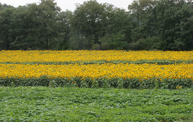 sunflower-field-2-blog-creativity-for-the-soul-blog