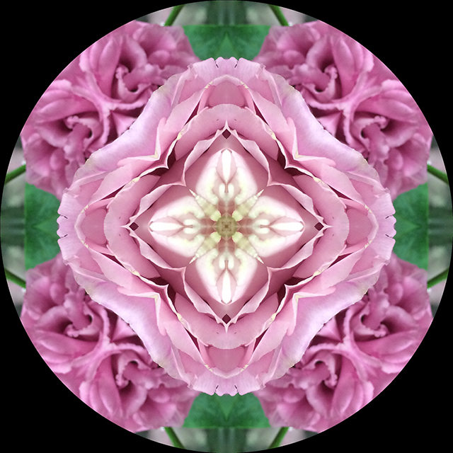 flower-mandalas-pink-lisianthus-circle-blog-creativity-for-the-soul-blog