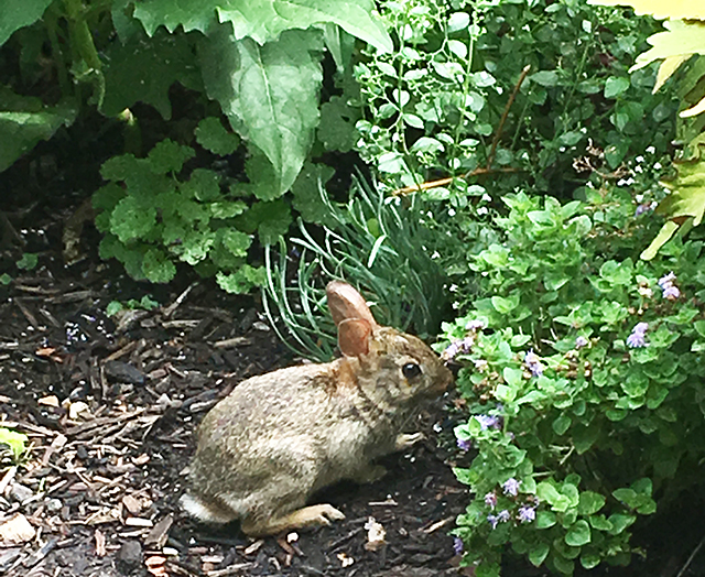 bunny-in-garden-blog-creativity-for-the-soul-blog